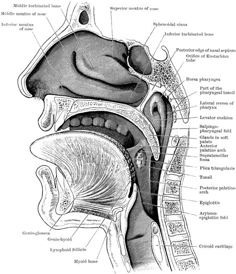 鼻子|Anatomy, Head and Neck, Nose